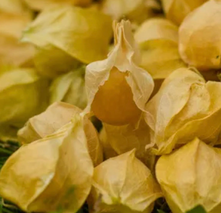 Physalis pruinosa 'Goldie'