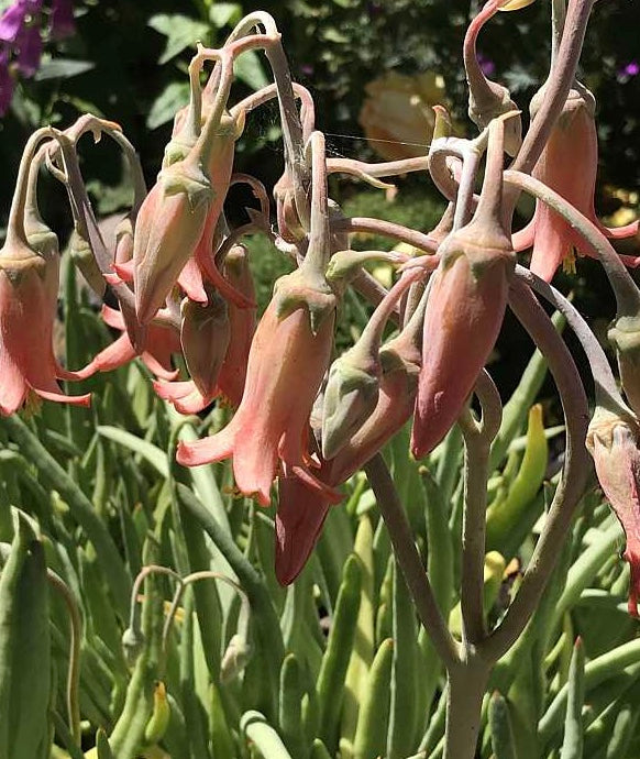 antler succulent Cotyledon oblongata var. orbiculata – Heron's Head Nursery