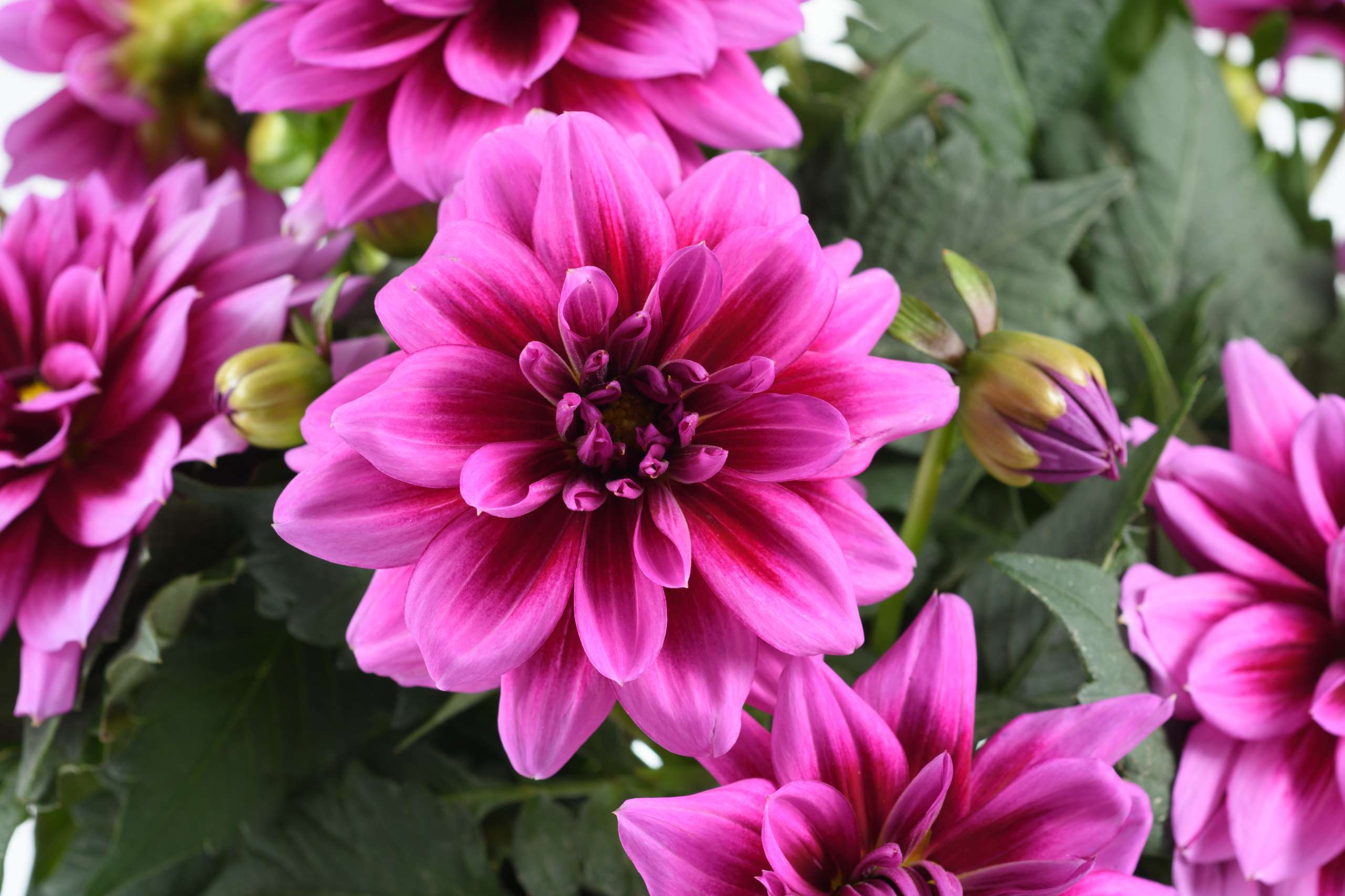 Roseliaです sofu_tsuujou.jpg