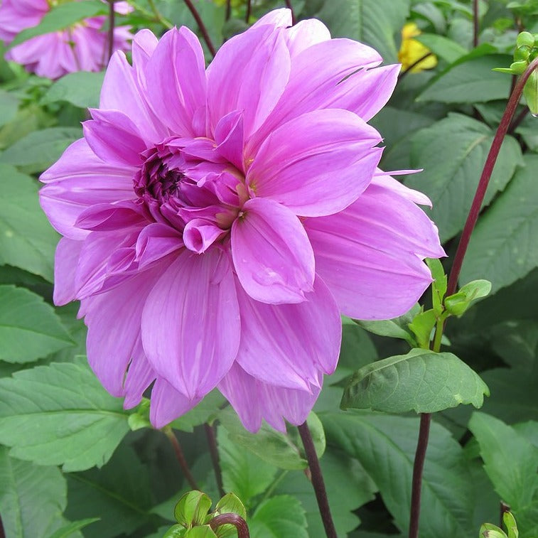 Dahlia 'Lilac Time'