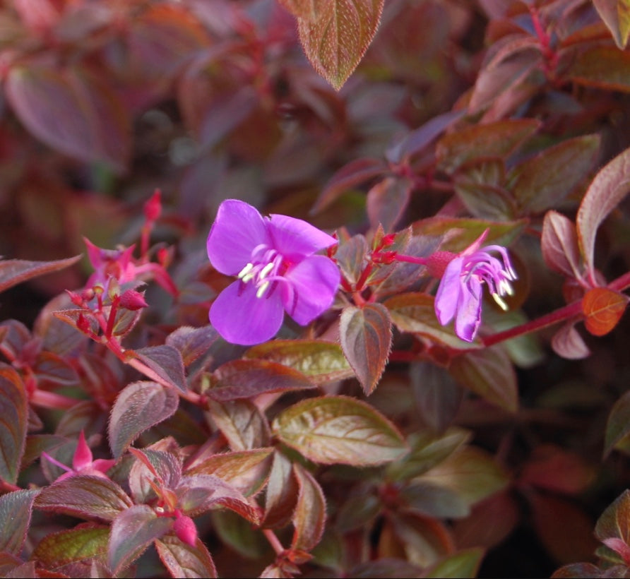 Centradenia floribunda