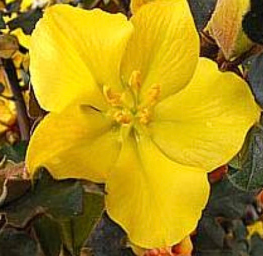 Fremontodendron 'California Glory'