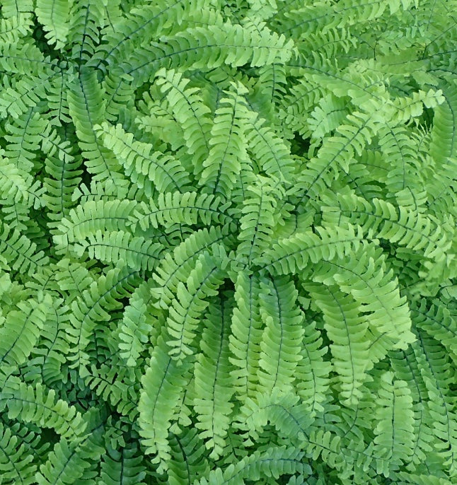 Adiantum pedatum