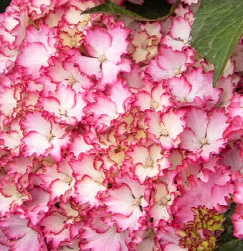 Hydrangea macrophylla Seaside Serenade® 'Fire Island' – Heron's Head ...