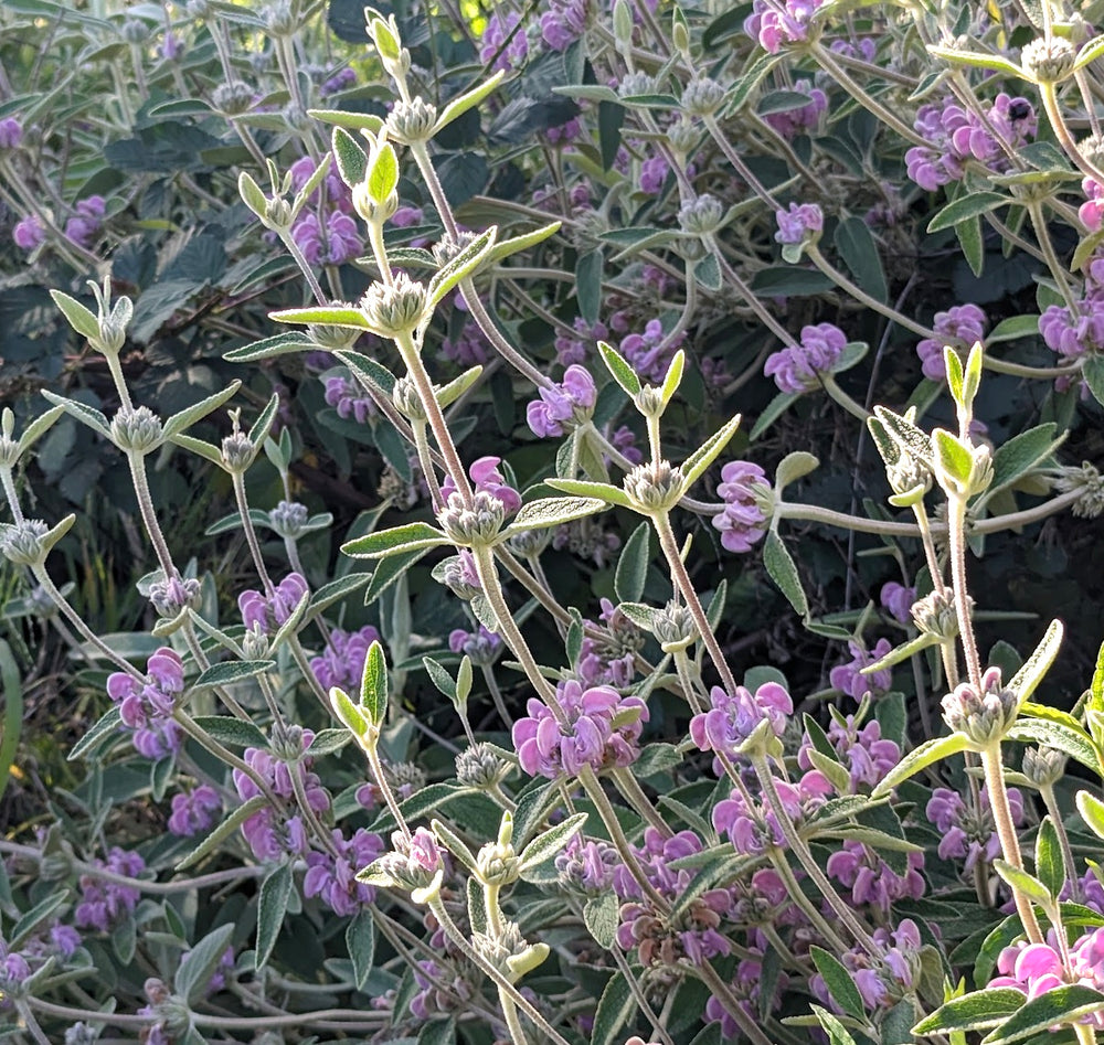 Phlomis purpurea