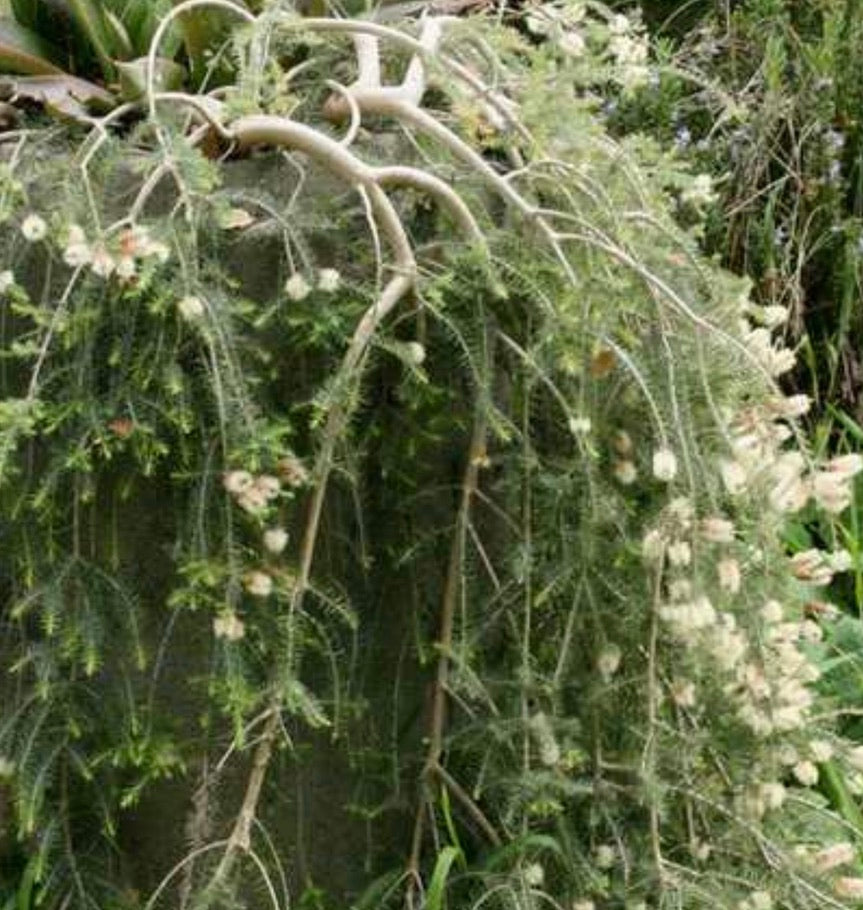 Melaleuca incana 'Prostrate Form'