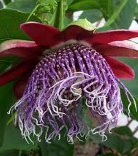 amazing purple tiger face flower seeds Passiflora 'Purple Tiger' – Heron's Head Nursery