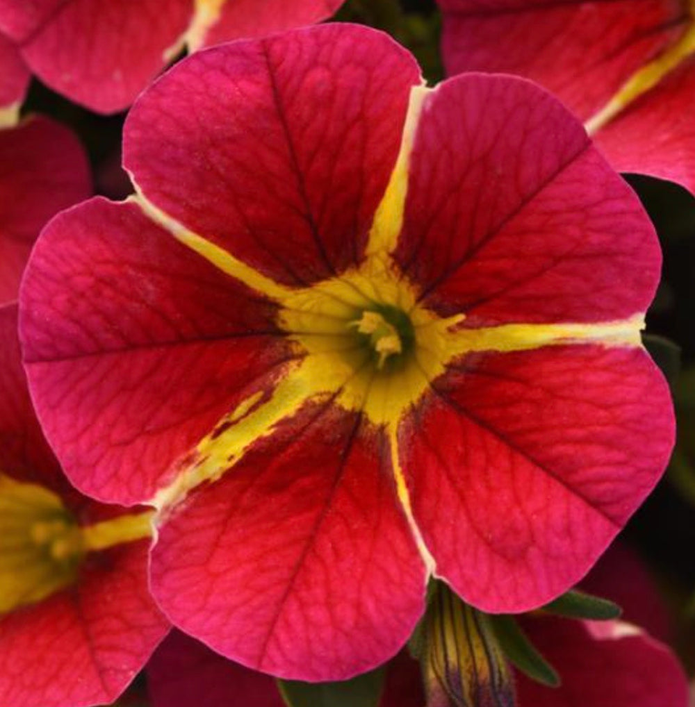 Calibrachoa MiniFamous Neo 'Red Hawaii'