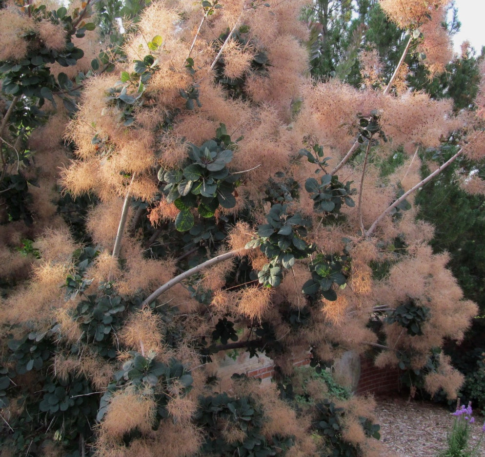 Cotinus coggygria 'Royal Purple'