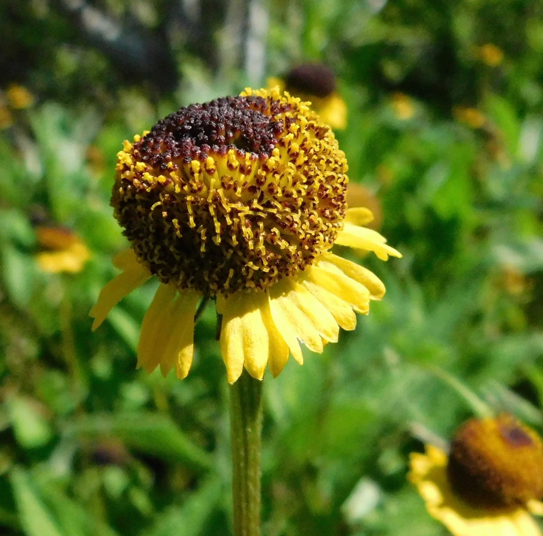 helenium flower seeds Helenium puberulum – Heron's Head Nursery