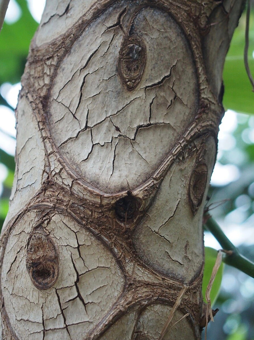 philodendron bark Thaumatophyllum bipinnatifidum (Philodendron selloum) – Heron's Head Nursery
