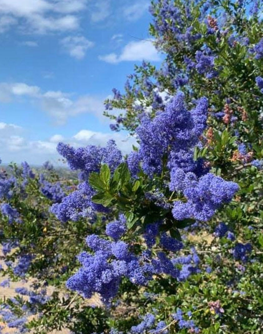 Ceanothus cyaneus 'Sierra Blue'