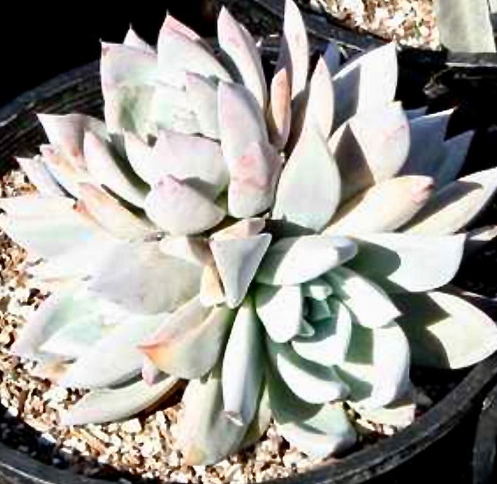 Echeveria colorata 'Mexican Giant'