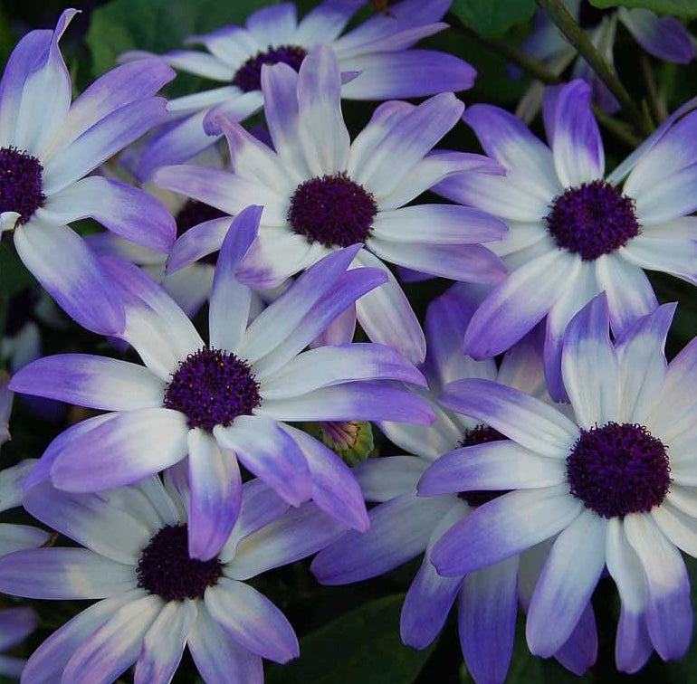 Pericallis hybrid 'Senetti Light Blue Bicolor'