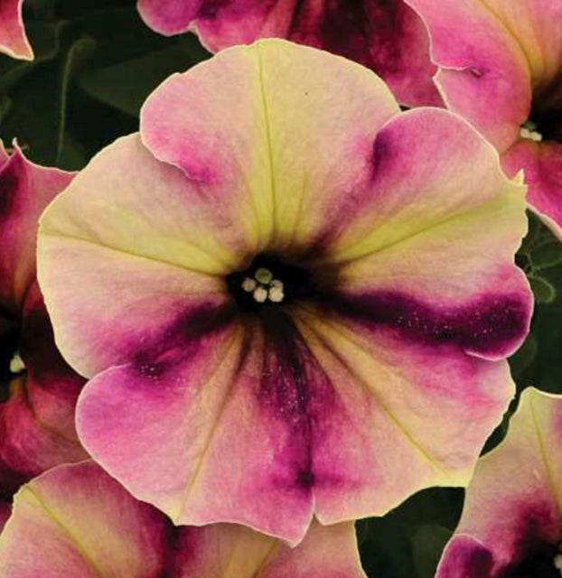 Petunia Crazytunia 'Blackberry Cheesecake'