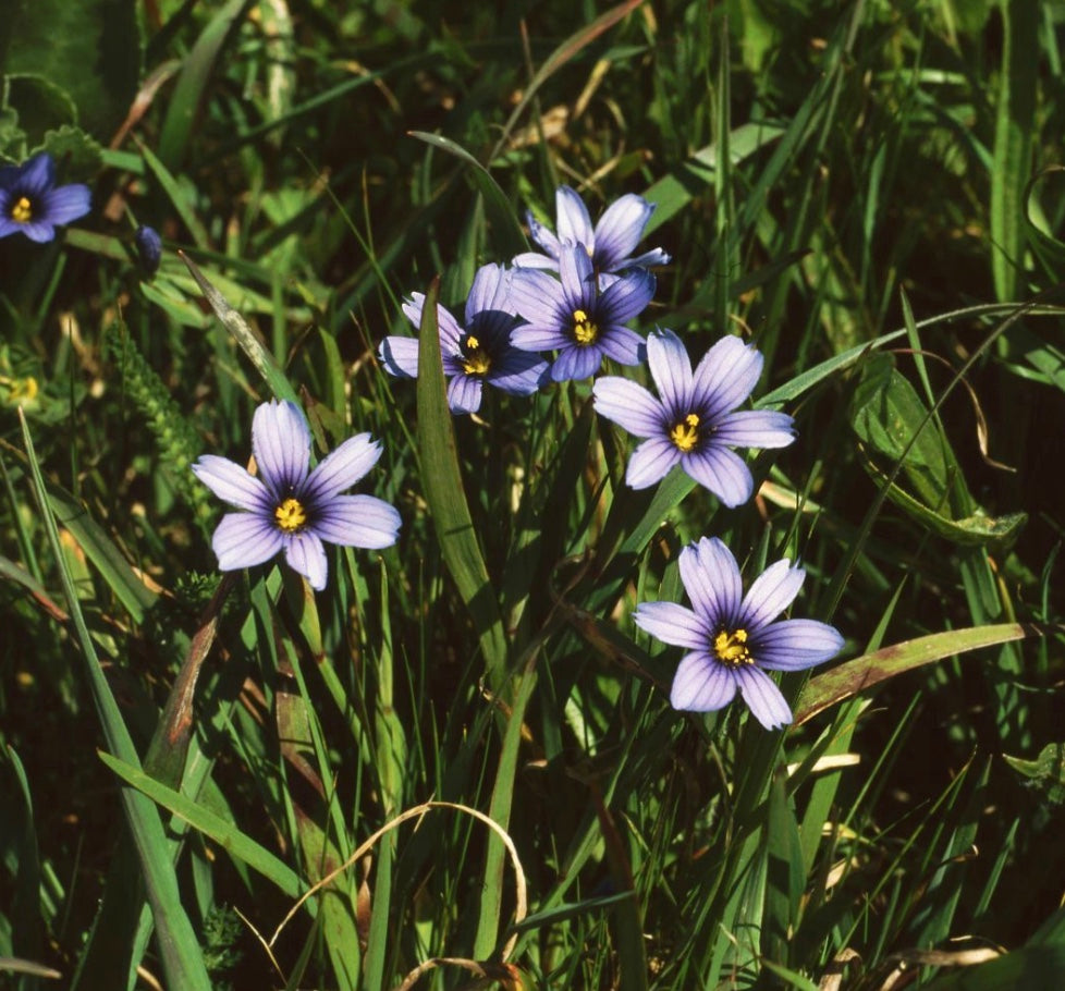 Sisyrinchium bellum