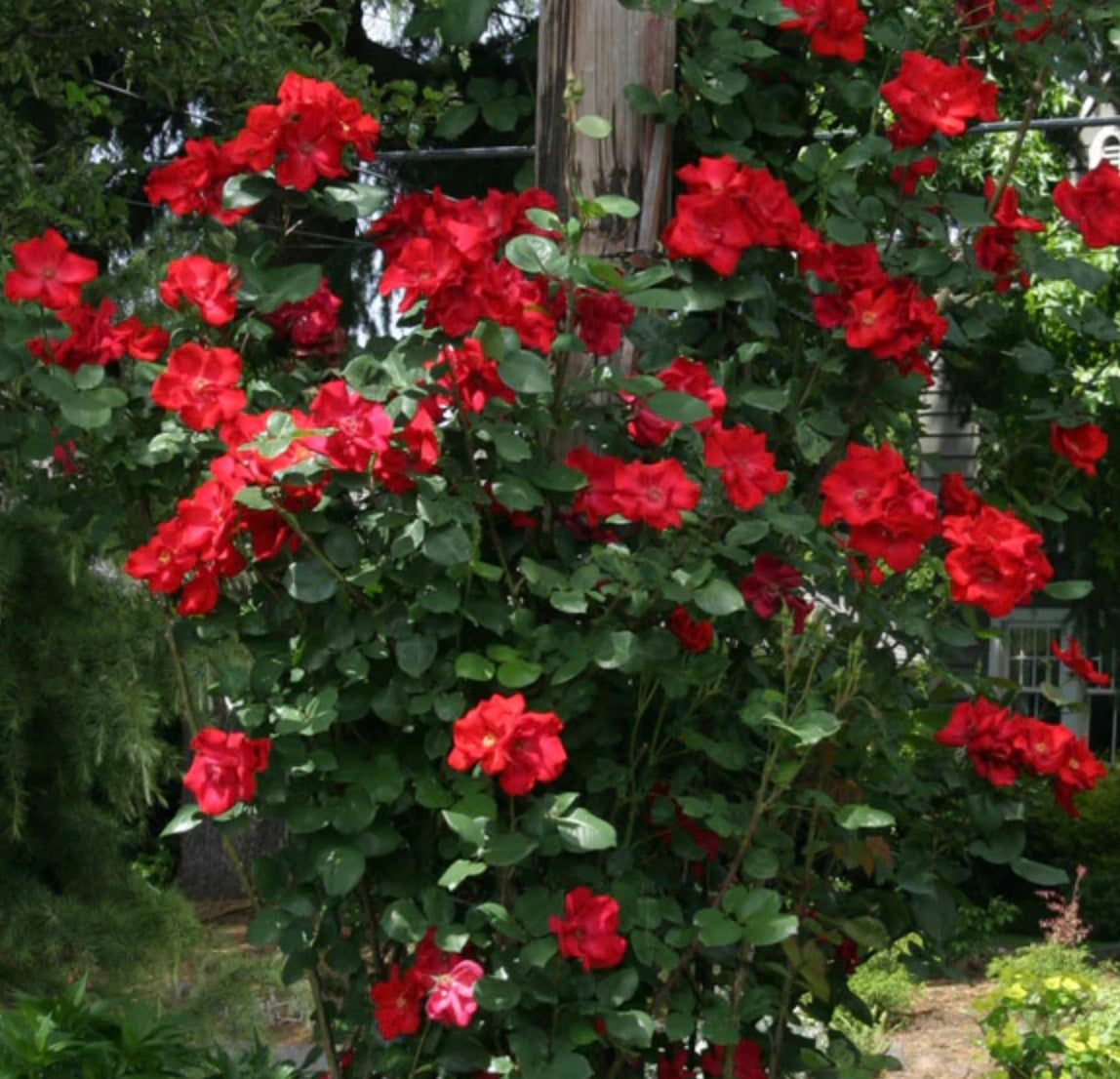 Rosa (Rose) 'Altissimo'