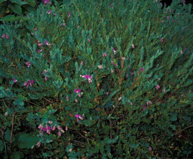 Polygala x dalmaisiana