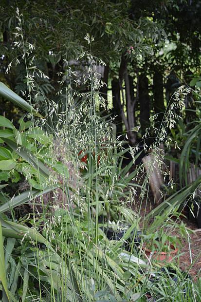 Festuca californica 'Willits' Giant'