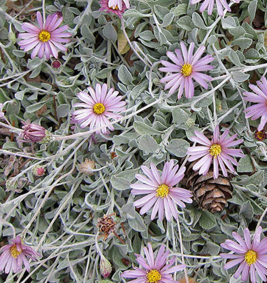 Lessingia (Corethrogyne) filaginifolia 'Silver Carpet'