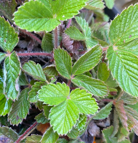 Fragaria vesca ssp. californica