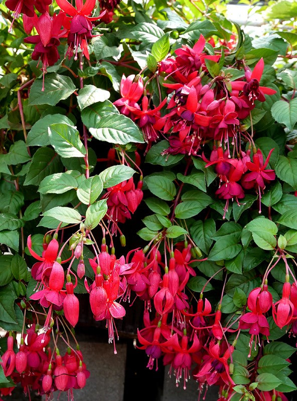 Fuchsia 'Santa Cruz'