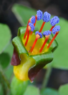 Fuchsia procumbens