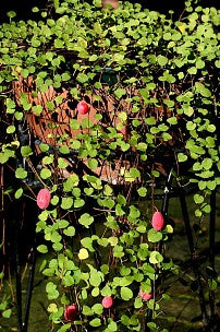 Fuchsia procumbens