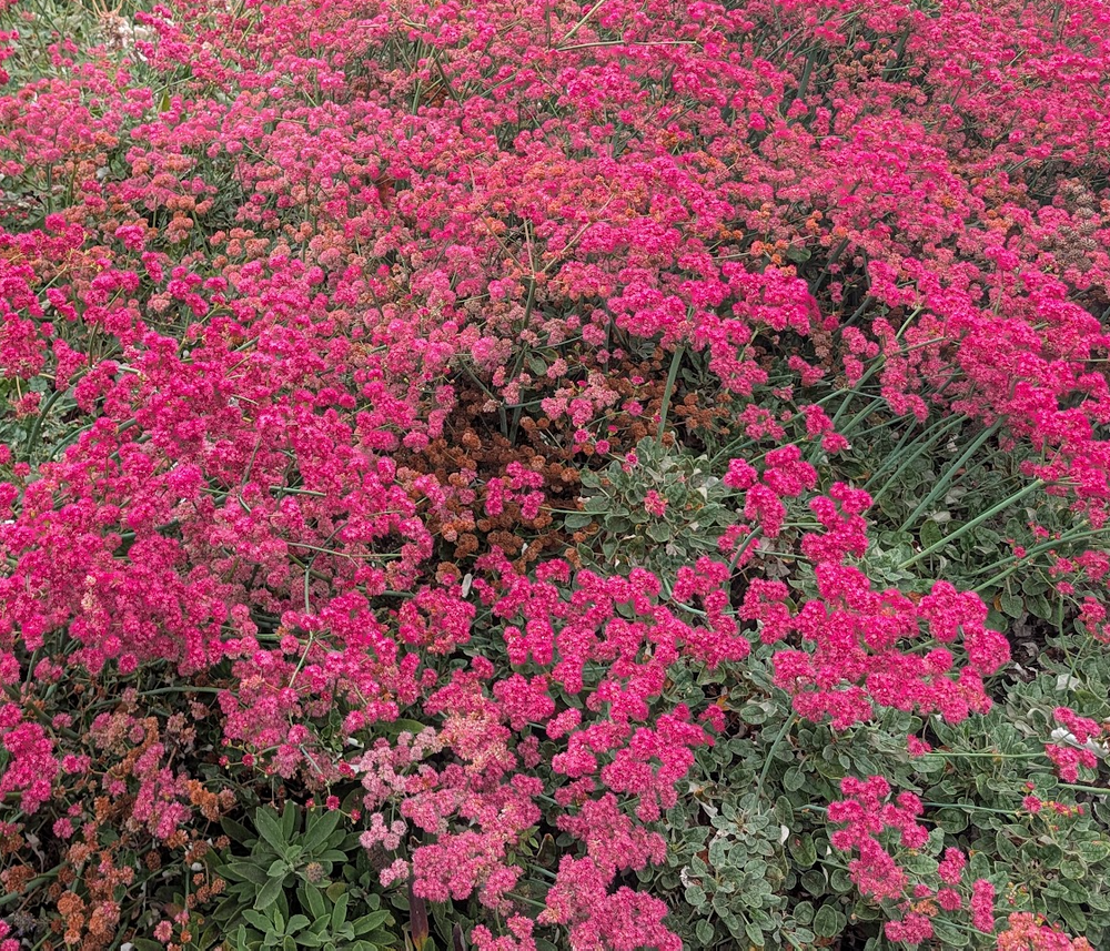 Eriogonum grande var. rubescens