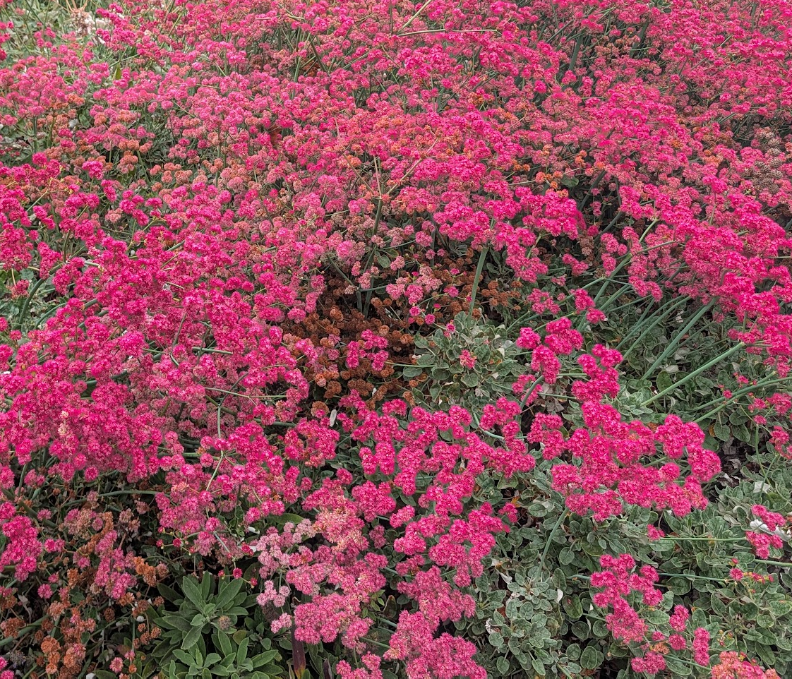 Eriogonum grande var. rubescens