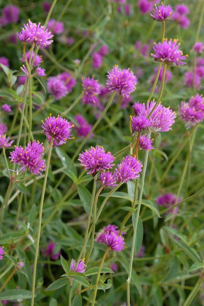 Gomphrena pulchella (globosa) 'Fireworks'