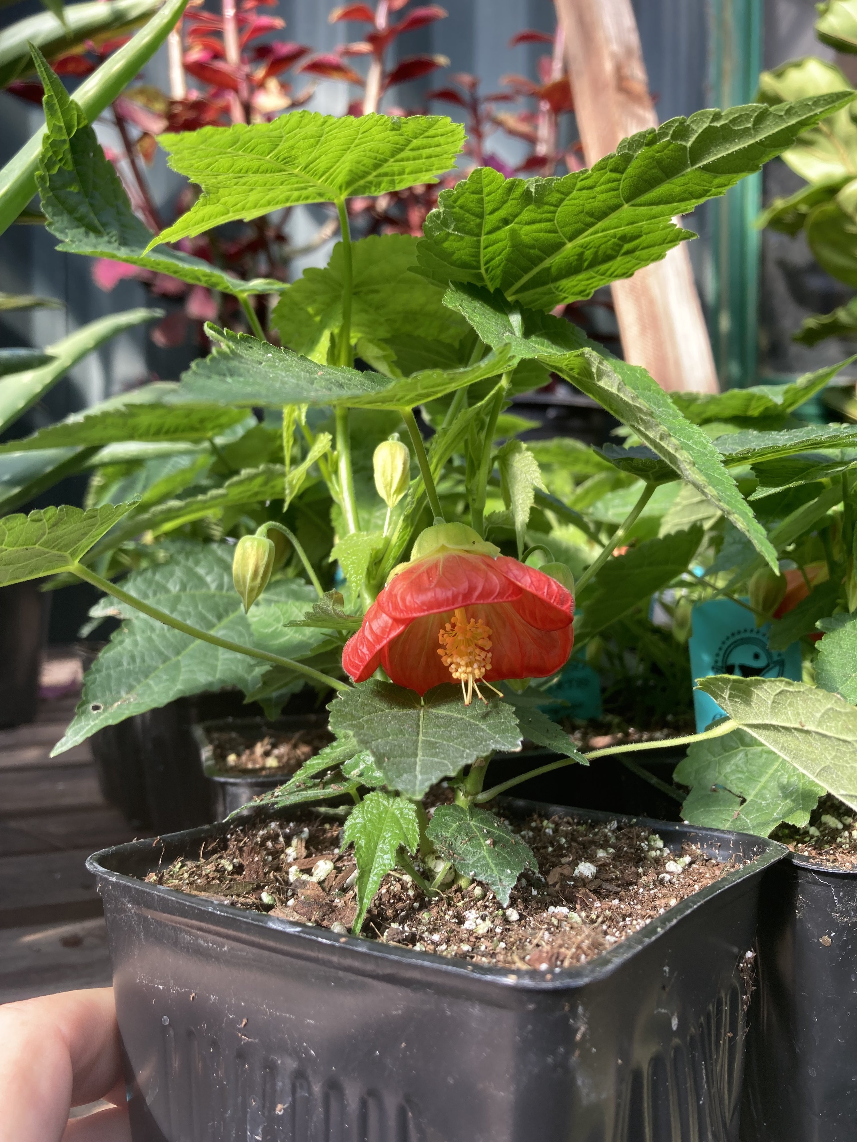 Abutilon 'Lucky Lantern Tangerine'