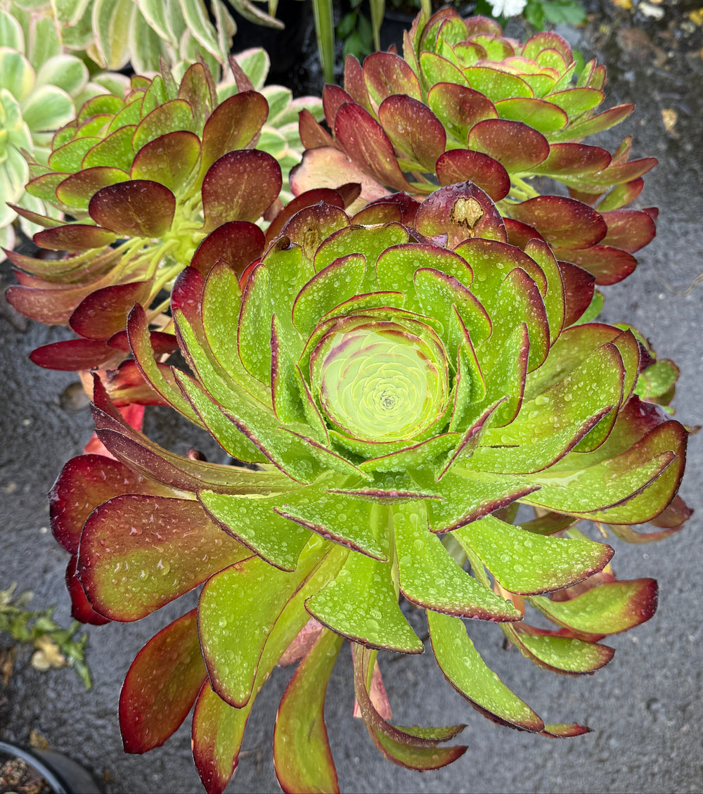 A close-up of a green succulent plant with layered rosette leaves that fade to reddish-brown at the tips, photographed outdoors on a dark stone surface with other plants blurred in the background.
