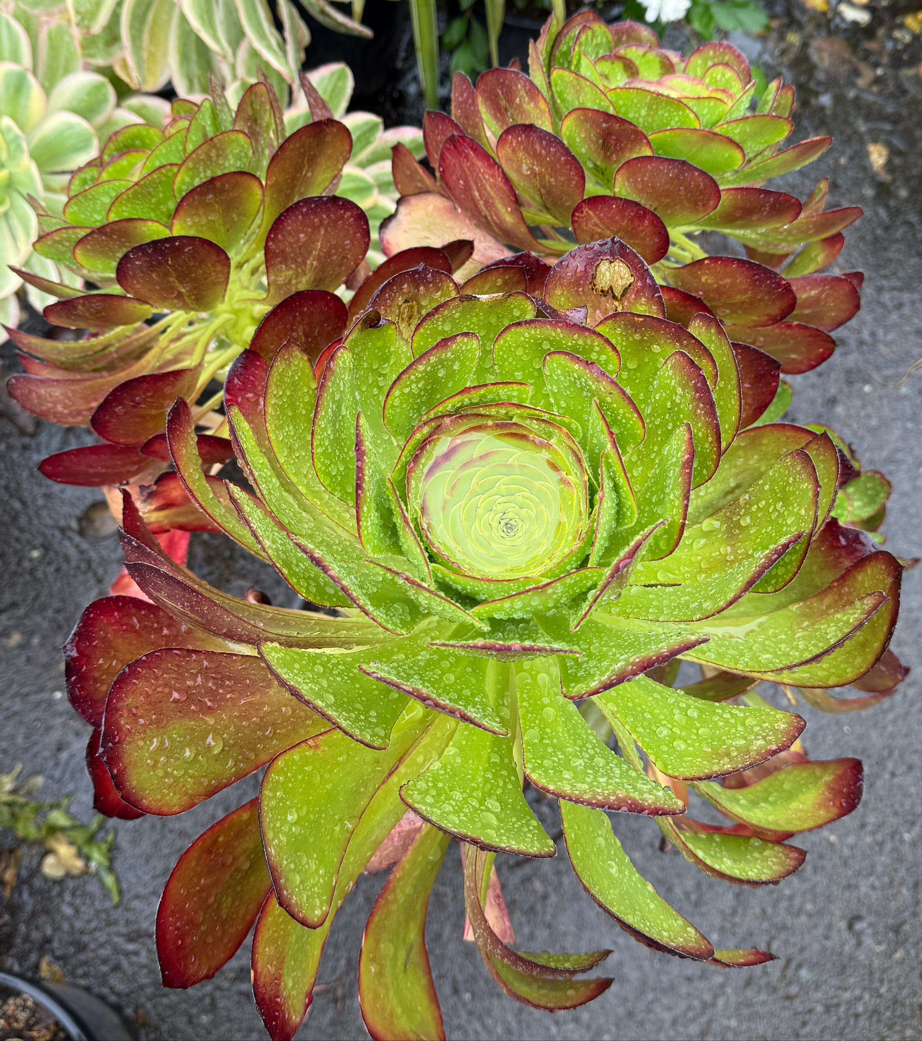 A close-up of a green succulent plant with layered rosette leaves that fade to reddish-brown at the tips, photographed outdoors on a dark stone surface with other plants blurred in the background.