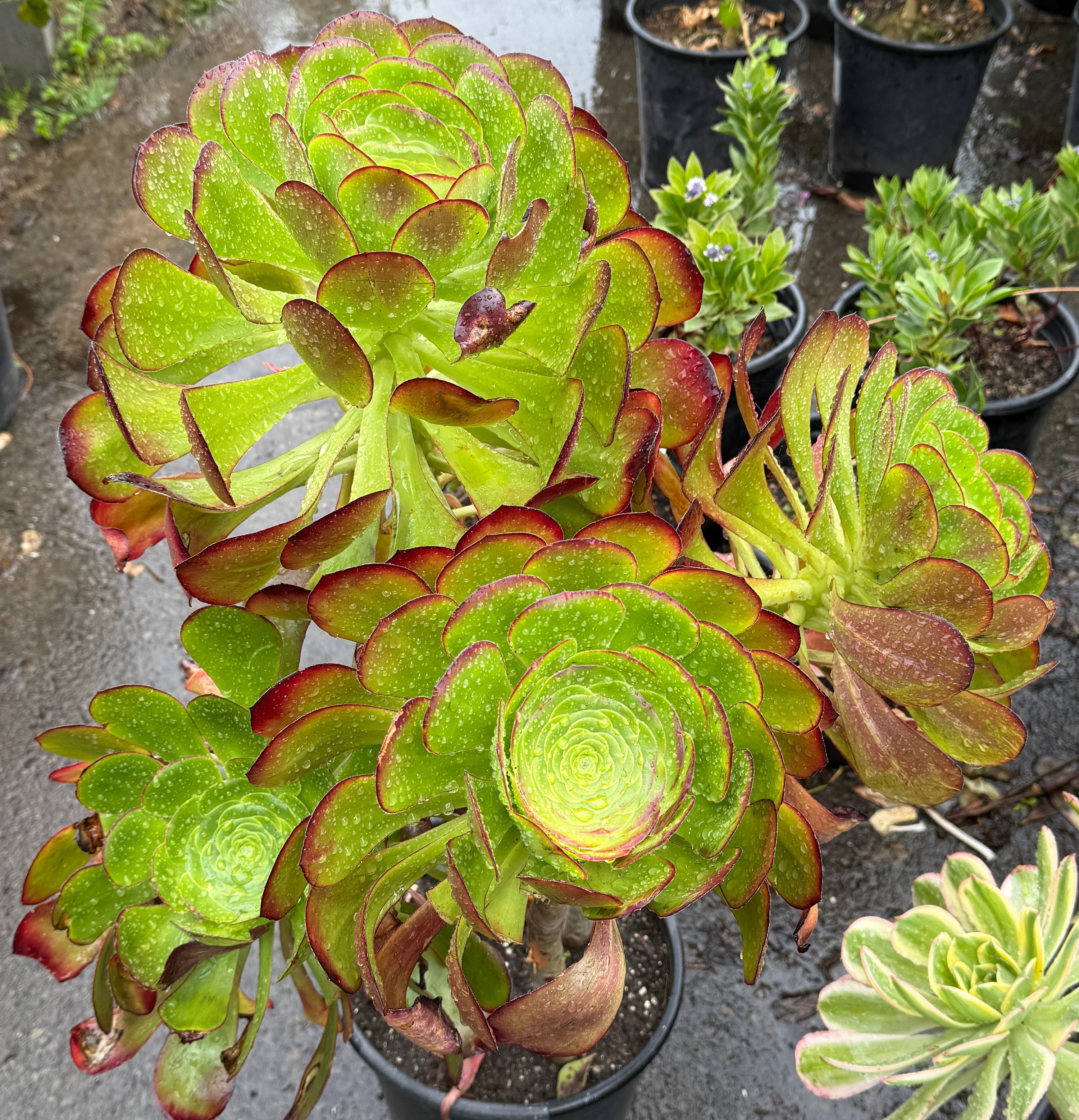 A potted succulent plant with rosette-shaped green leaves featuring reddish-brown edges, photographed outdoors on a wet stone surface with other potted plants in the background.