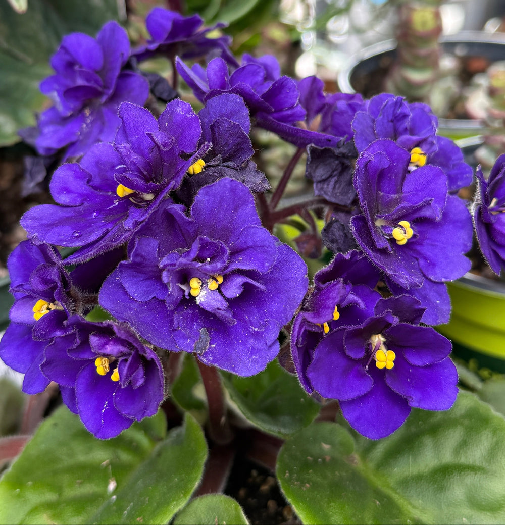 A close-up of a blooming African violet plant with deep purple flowers and bright yellow centers, surrounded by green leaves in a garden or potted setting.