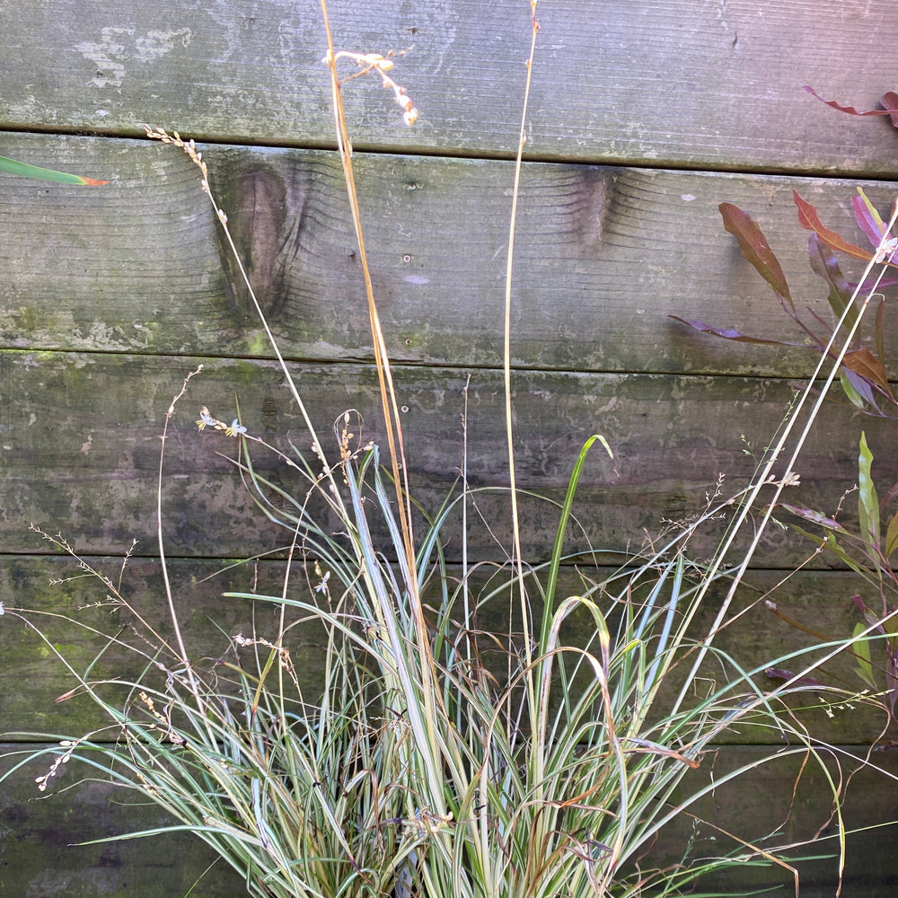 Anthericum saundersiae 'Variegated'