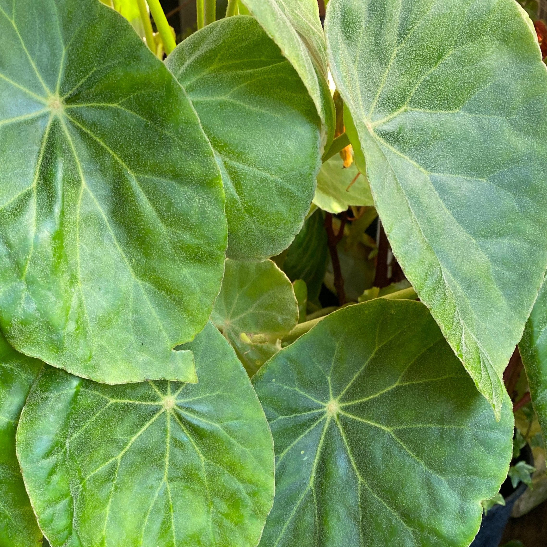 Begonia peltata