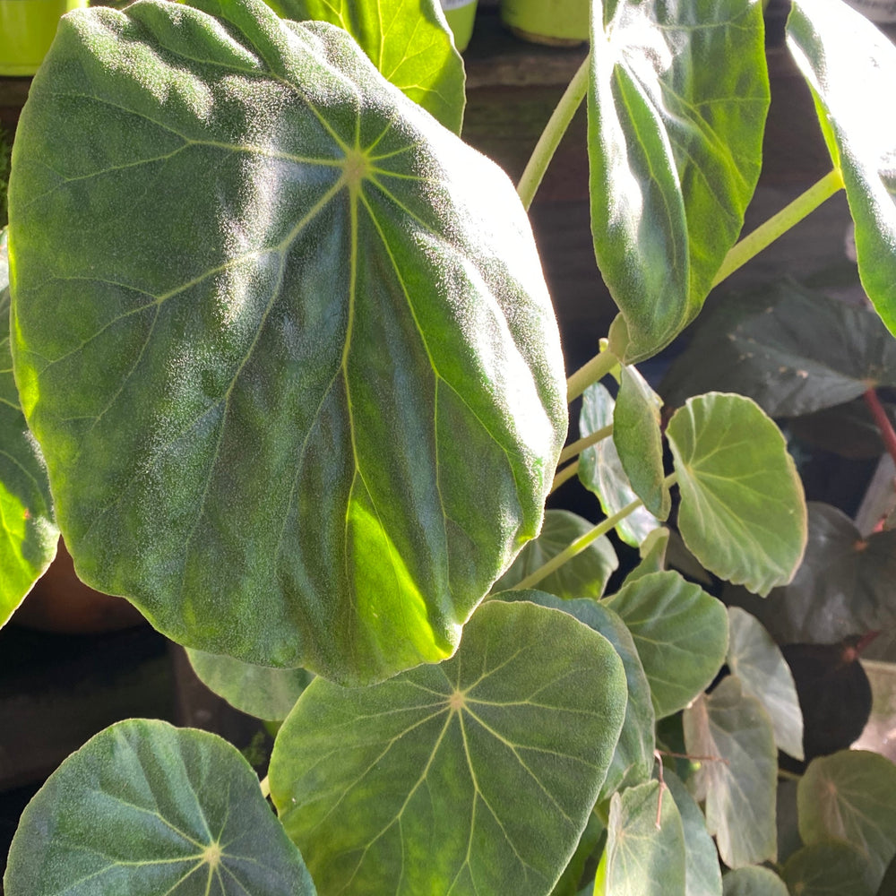 Begonia peltata