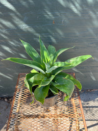 A potted green plant with long, sword-like leaves sitting on a rusty metal mesh table against a dark painted wooden wall with dappled sunlight and shadows.