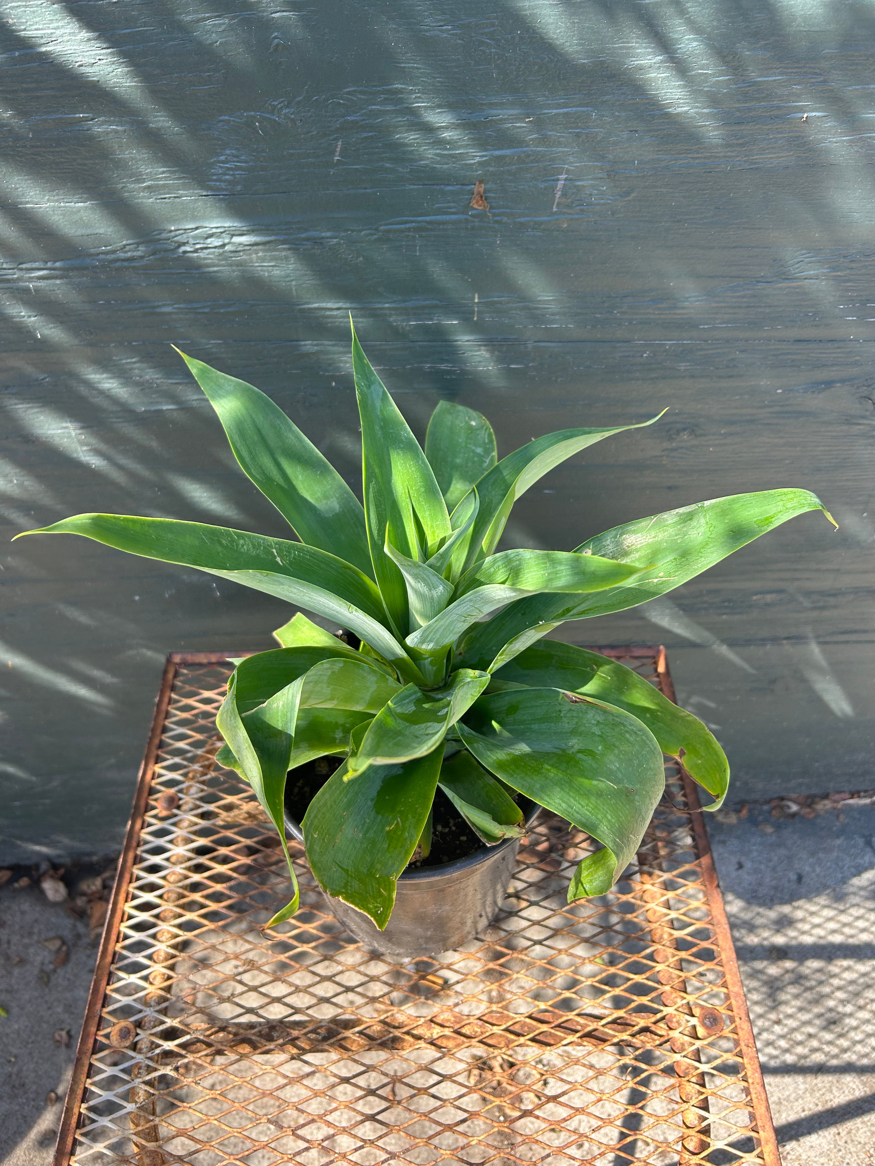 A potted green plant with long, sword-like leaves sitting on a rusty metal mesh table against a dark painted wooden wall with dappled sunlight and shadows.