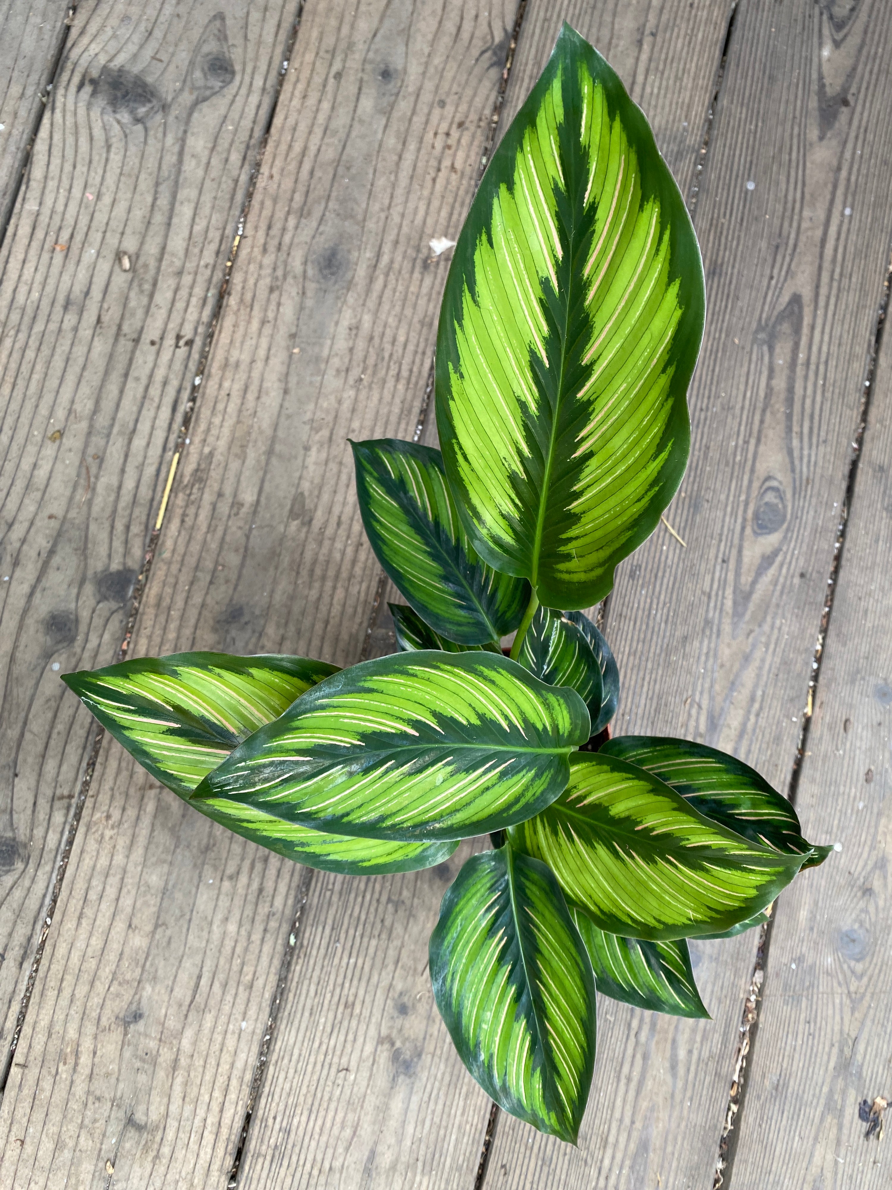 Calathea ornata 'Beauty Star'