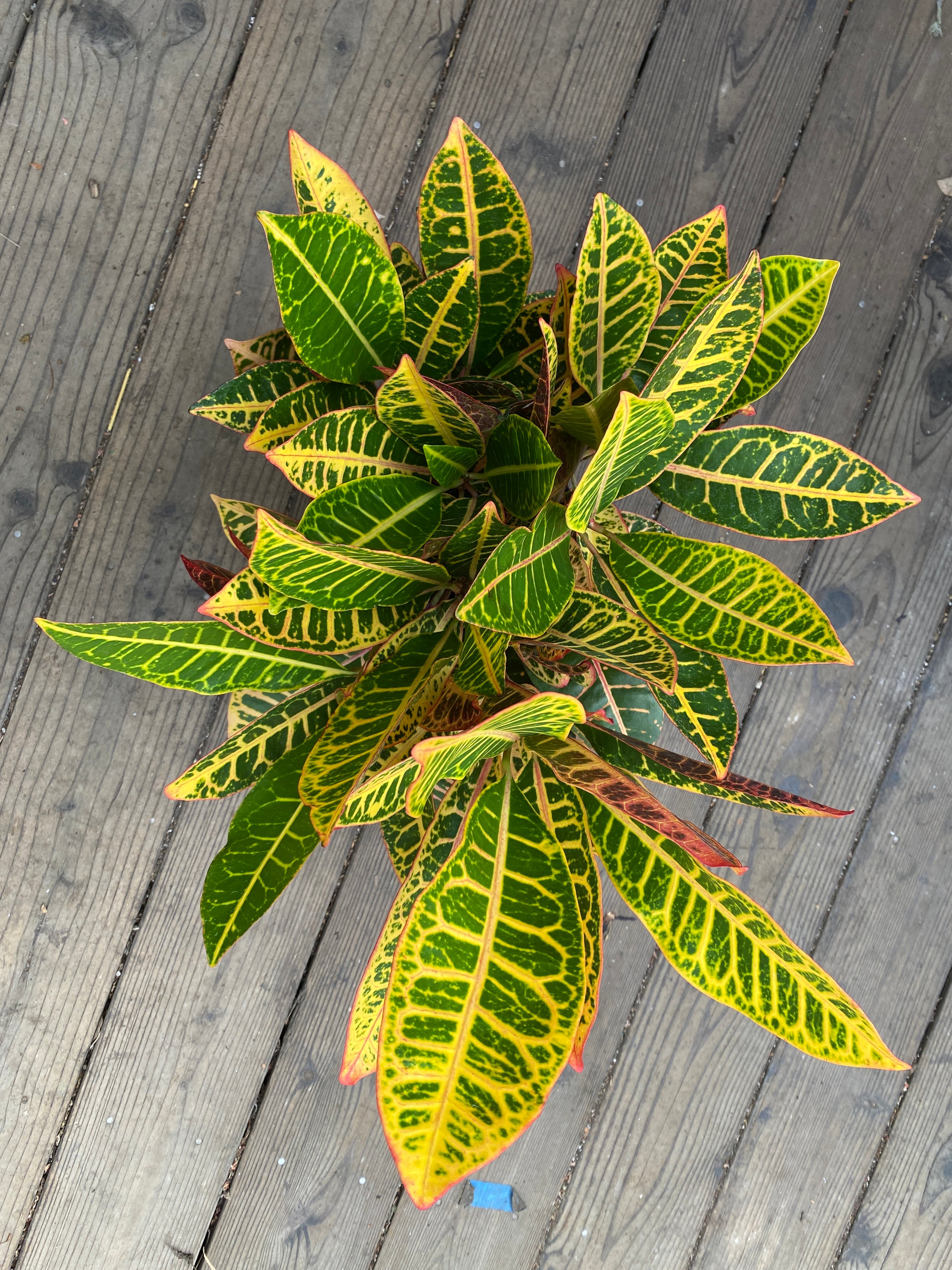 Croton 'Petra'