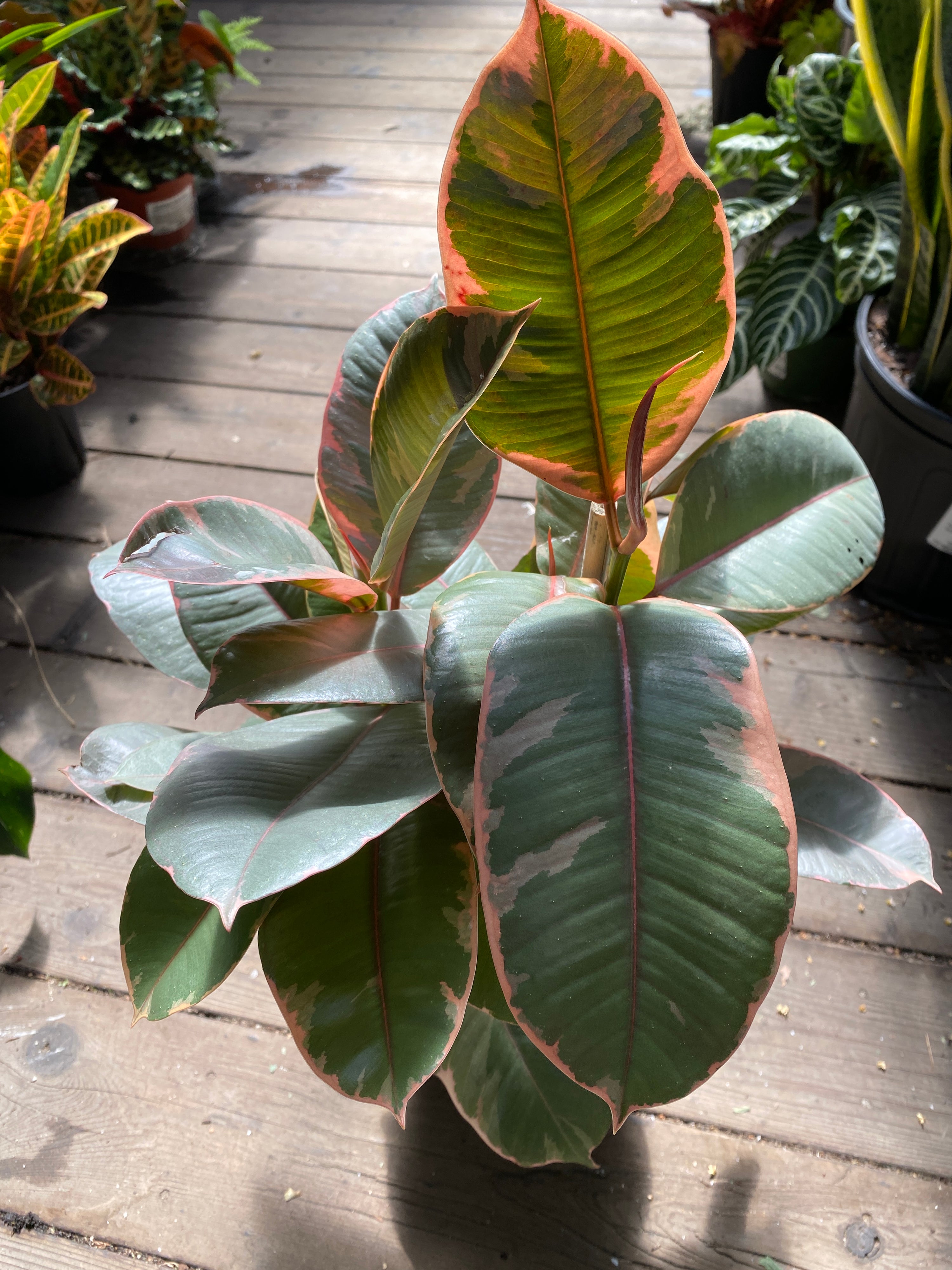 decora rubber tree Ficus elastica (decora) 'Ruby'