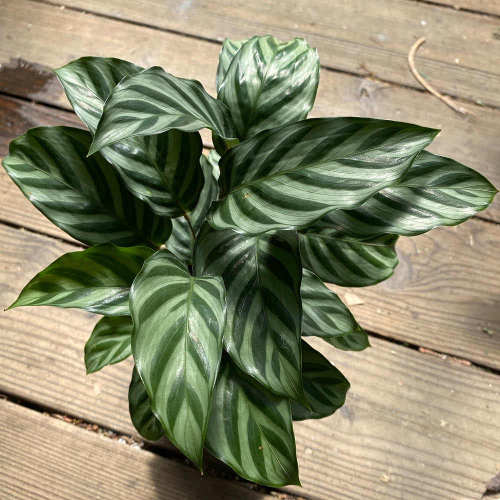 Calathea 'Concinna'