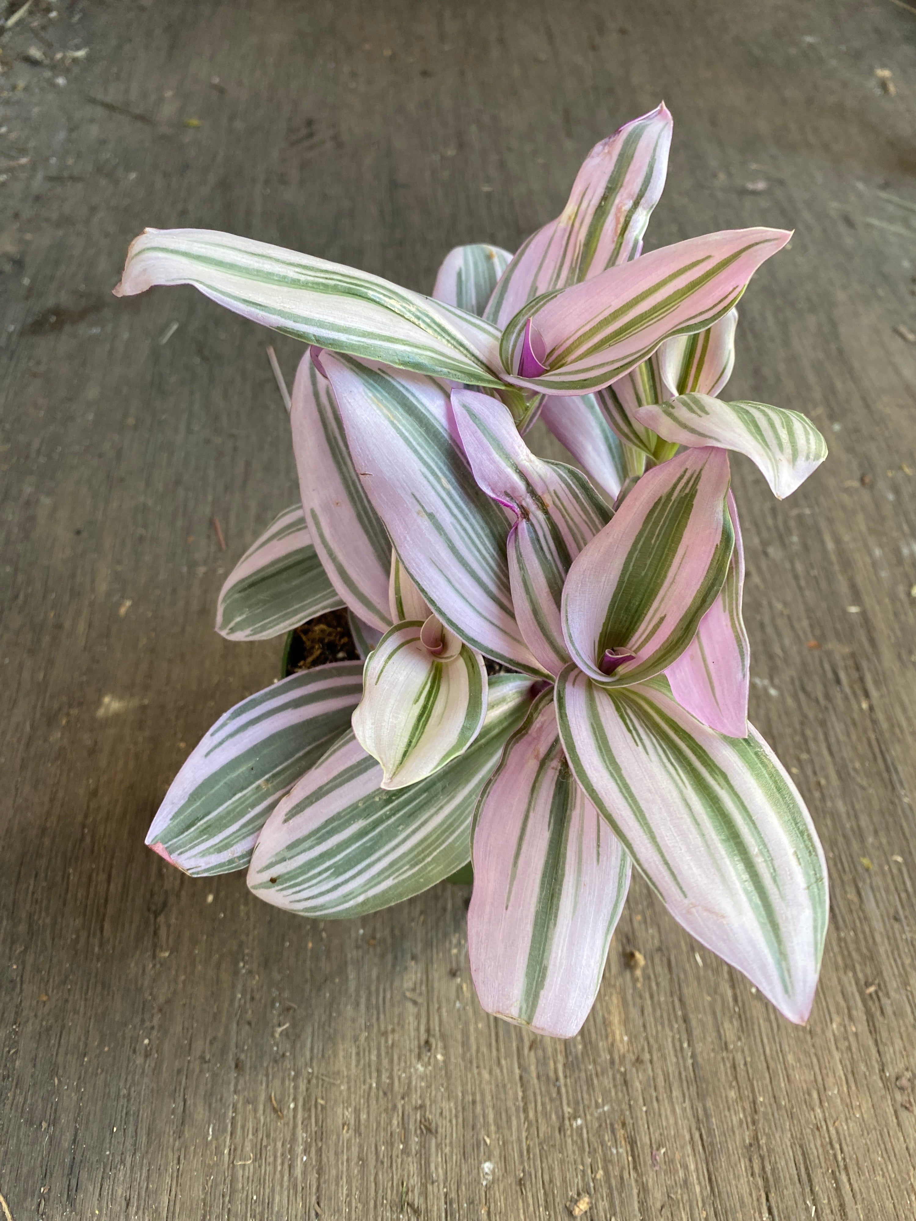 Tradescantia 'Nanouk'