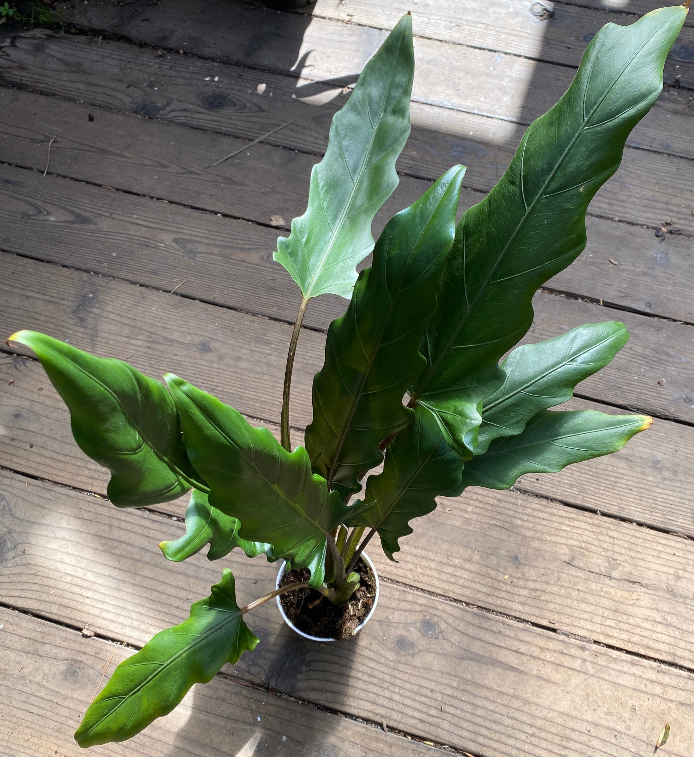 Alocasia lauterbachiana