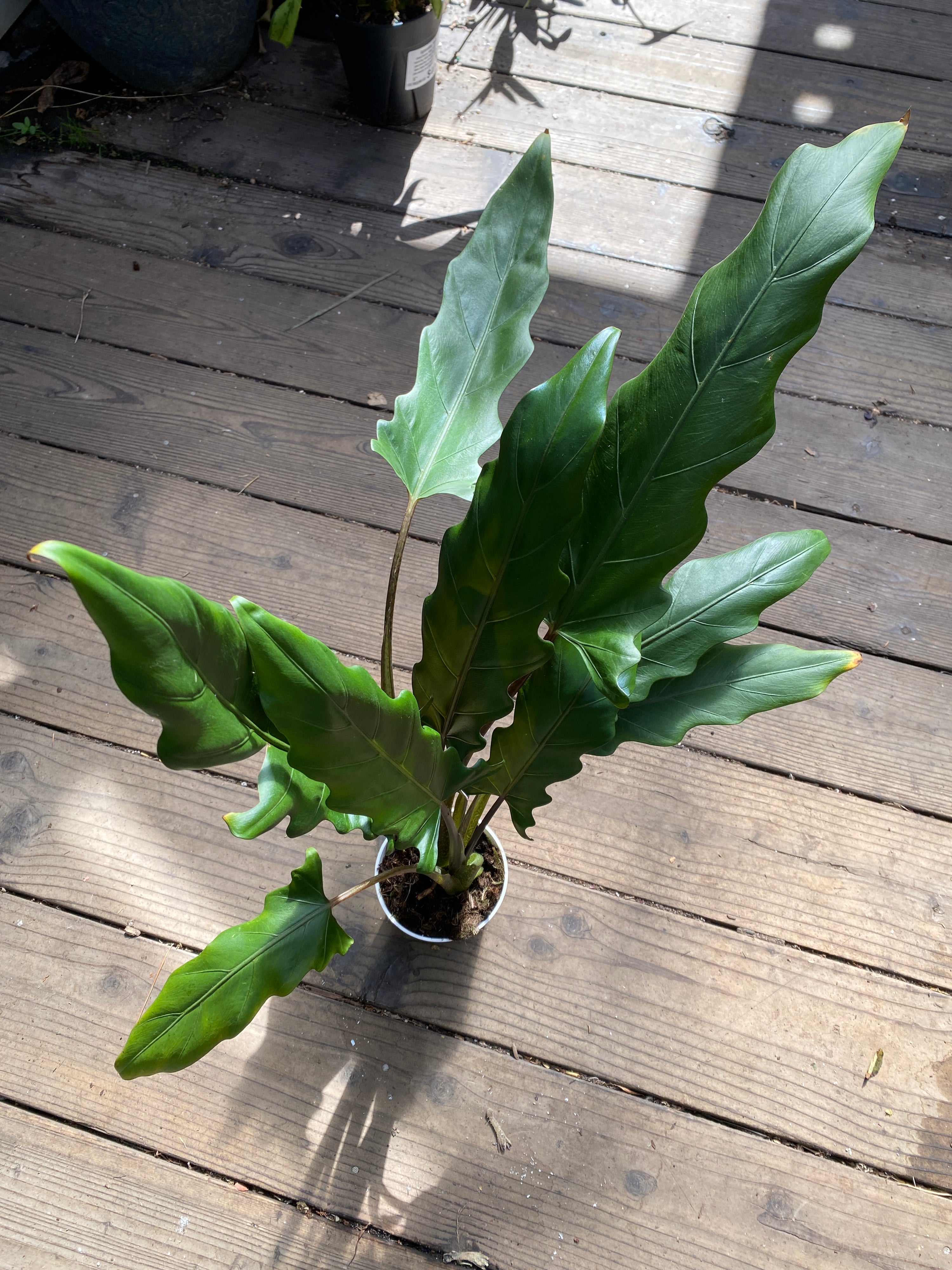 Alocasia lauterbachiana