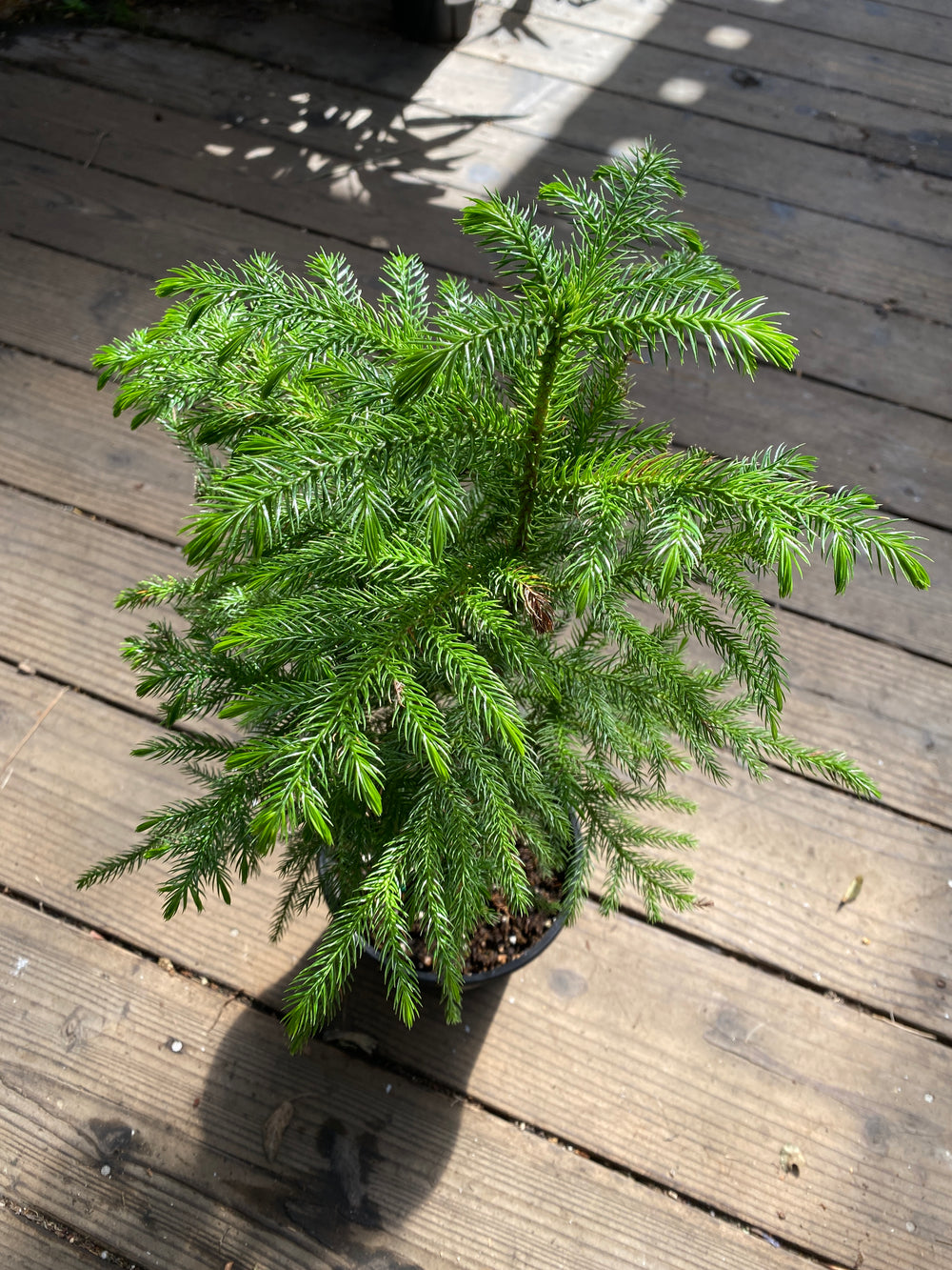 Araucaria heterophylla