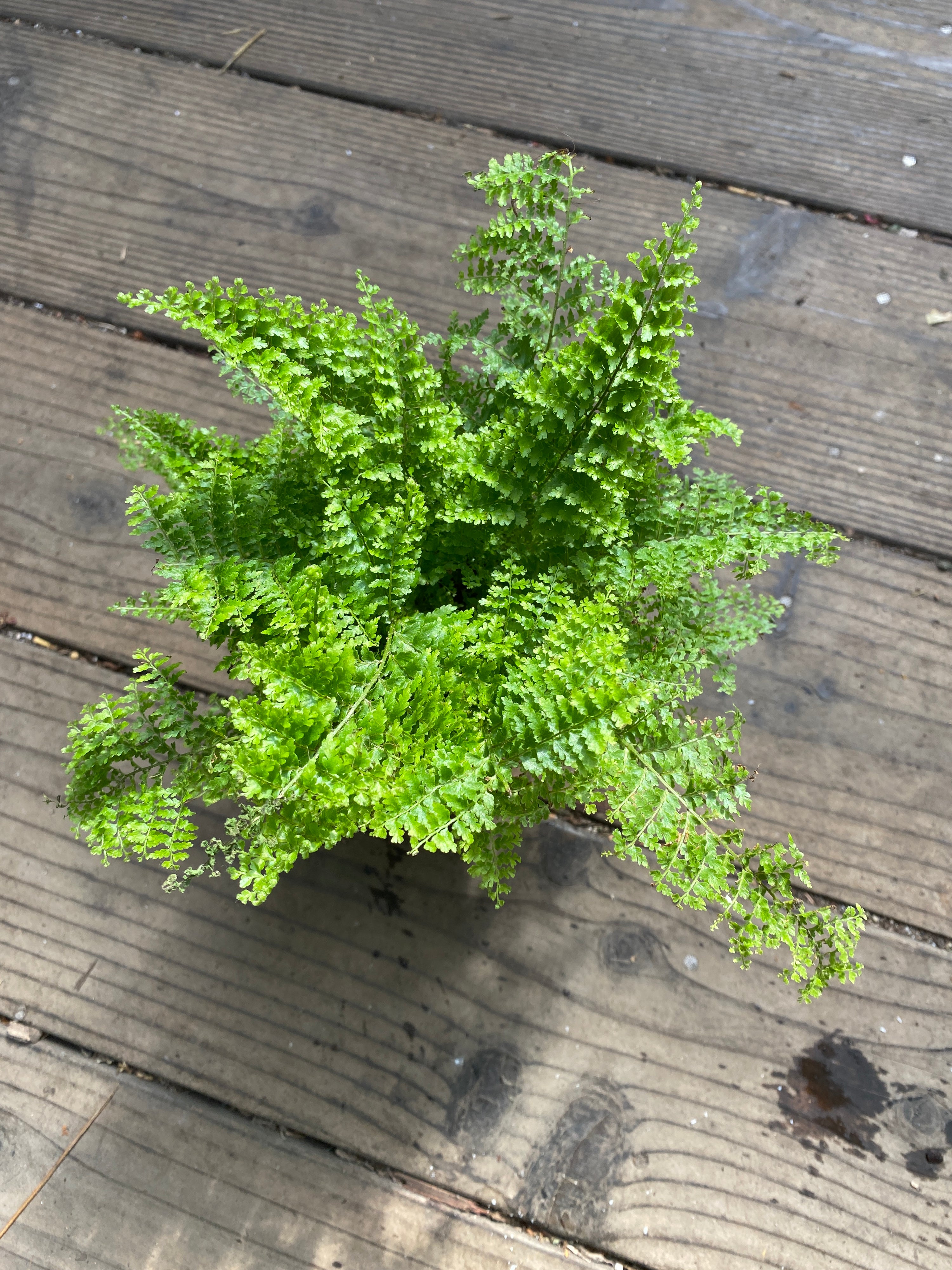 Nephrolepis exaltata 'Cotton Candy Fern'